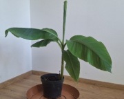 Bananowiec Musa Basjoo