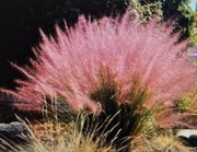 Piękne cukrowe trawy z różowymi pioropuszami