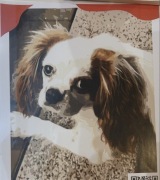 Malowanie po numerach Puszysty pies