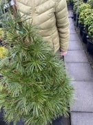 Sośnica japońska olbrzymia sadzonka