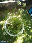 Czosnek ozdobny karłowy