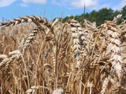 Zboże paszowe, karma dla ptaków, królików, kur  