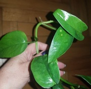 Epipremnum pinatum pinnatum yellow flame cięta 