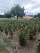 Krzaki porzeczki czarnej