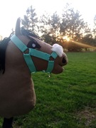 Kantar z futerkiem dla hobby horse A4 MIĘTOWY