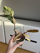 Philodendron Caramel Marble