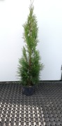 Tuja szmaragd 95 -115cm szmaragdowe szmaragdowa 