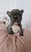 Buldog francuski * cudne szczenięta 