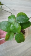 Hoya ovaliofolia cięta 