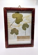 Herbarium zielnik vintage ramka ślaz dziki malva sylvestris