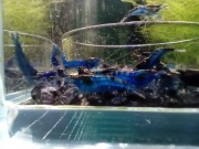 Krewetki Blue Dream 20+2