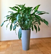 Dieffenbachia - wysokość 112cm, donica 24x48cm / zakwita