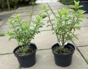 Hortensja bukietowa 'Bobo' - odbiór osobisty