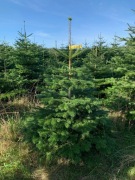 Jodła Kaukaska, Nordmann, HURT z Danii