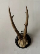 Parostek kozła koziołka poroże stare na desce zdobionej