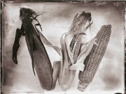 Ambrotypia - Hell's Kitchen 006