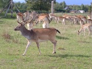 Daniele, łanie, szpiczaki