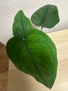 Syngonium Chiapense Variegata REGRES - don. 10 cm