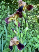 Irys bordowy brązowy brąz 1 szt kłącze bródkowy