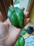 Hoya     Prictai