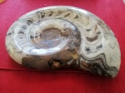 Amonit polerowany  12,30 cm