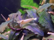 Krewetki Crystal Red PRL