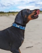 Obroża Drakkar taśma 3,7 cm L (45-56cm)