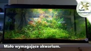 Łatwe rośliny do każdego akwarium. 