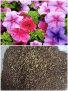 Nasiona petunii mieszanka balkonowa