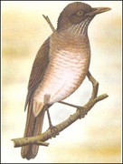 Wyspy Św Tomasza i Książęce - Ptaki, (zestaw 576)