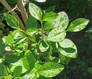 Gałązki ligustru - 5 szt  dla straszyków , gąsienic motyli