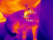 WYNAJEM Wypożyczalnia - kamera TERMOWIZYJNA - Tooltop T7 > BOSCH