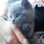 Kotki brytyjskie krótkowłose 