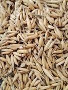 OWIES 25KG ZIARNO DLA KRÓLIKÓW KONI DROBIU ZBOŻE  PASZA 