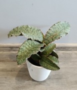 Sansevieria Star Green Granite’ Sansewieria