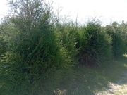 Duże tuje brabant 160 cm, 200 cm, żywopłot transport