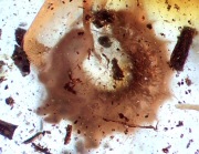 Bursztyn inkluzja wymarła rzadka  larwa pod oprawę 