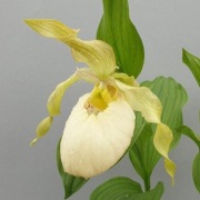 Obuwik Cypripedium fasciolatum x Aki  