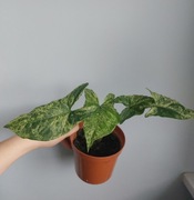 Syngonium mottled Mohito variegated