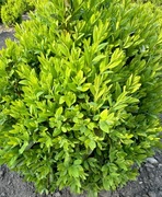 Bukszpan kule 25-30 cm