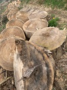 Pieńki, plastry drewna - topola, średnica 60-120 cm