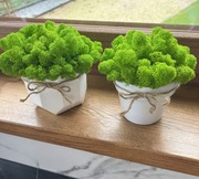 Mech Chrobotek Reniferowy w Doniczce Dekoracja 