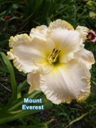 Liliowiec Mount Everest 1-pędowa sadzonka