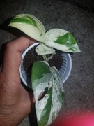 Epipremnum pinatum pinnatum marbel variegata 