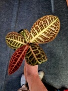 Labisia Beccari Turtle Back Red – unikat terrarium, kolekcjonerska, premium