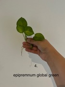 Epipremnum 'Global Green'