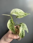 Monstera Laniata Mint