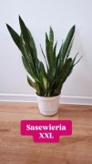 Sansewieria gwinejska XXL duża domowa roślina wężownica języki teściowej