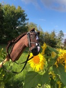 Hobby horse realistyk