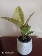 Ficus elastica 'Moonshine'